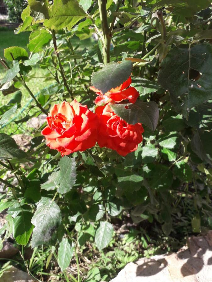 فيلا Roses Skála Kallirákhis المظهر الخارجي الصورة